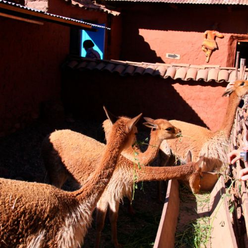 Tour Ruta del Sol Puno Cusco